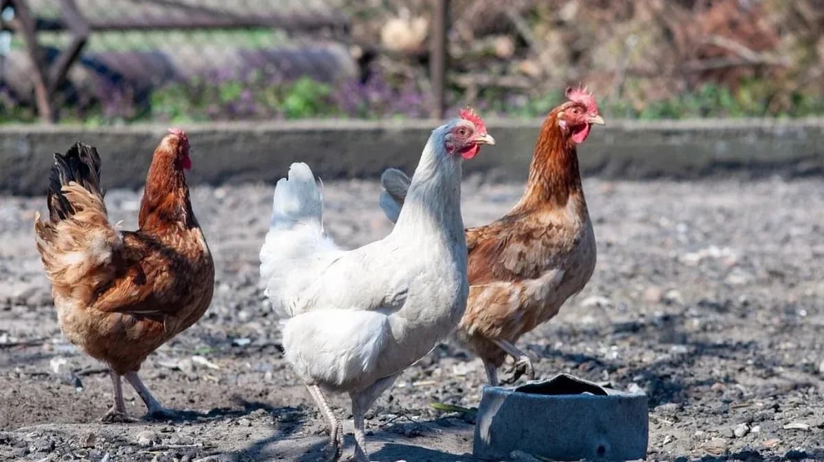 Cơ quan thú y Nam Séc tố giác hình sự chủ trang trại gà nhiễm vi khuẩn Salmonella