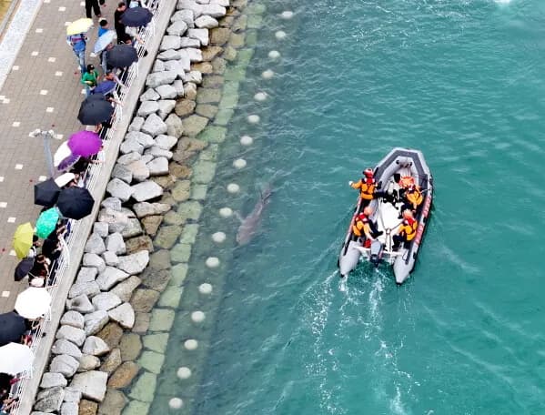 Vừa được giải cứu, cá mập 'triệu view' ở Busan lại quay về chỗ mắc kẹt