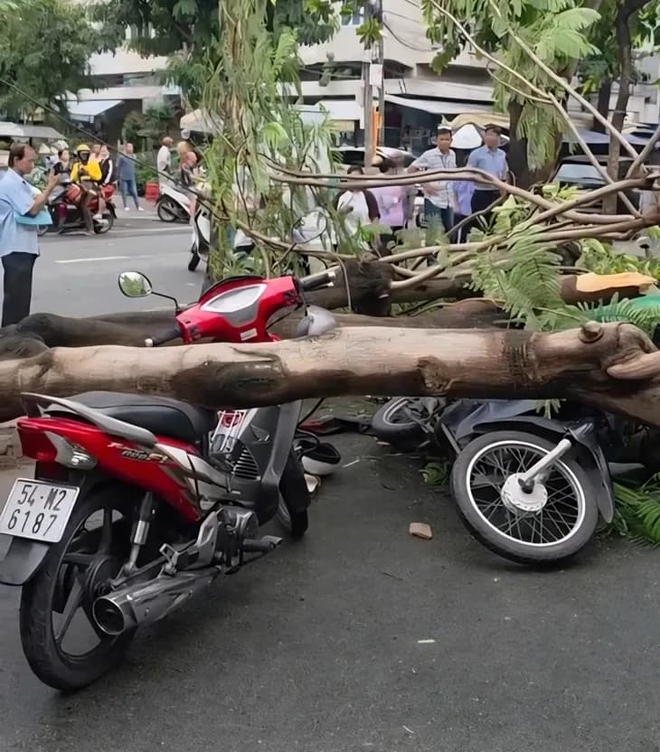 Cây phượng bật gốc, đè chết người đàn ông đứng chờ người thân ở TP.HCM