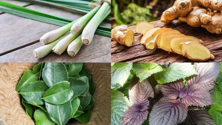 Nắng mưa thất thường, cúm gia tăng, có nên ăn nhiều cháo tía tô giải cảm?