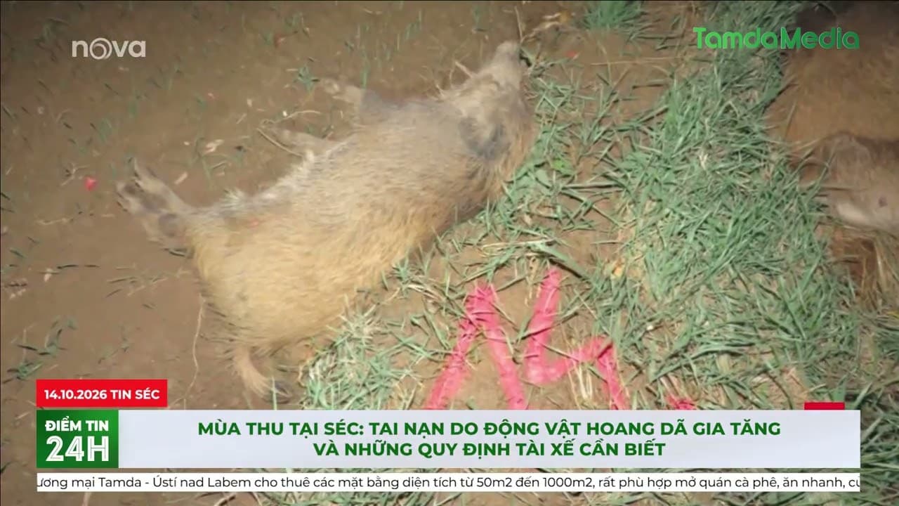 Mùa thu tại Séc Tai nạn do động vật hoang dã gia tăng và những quy định tài xế cần biết